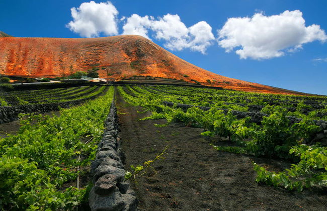 Tour por los viñedos del volcán Guardilama + Cata en las Bodegas Rubicón - Foto 3