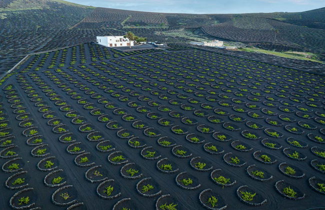 Tour por los viñedos del volcán Guardilama + Cata en las Bodegas Rubicón - Foto 1