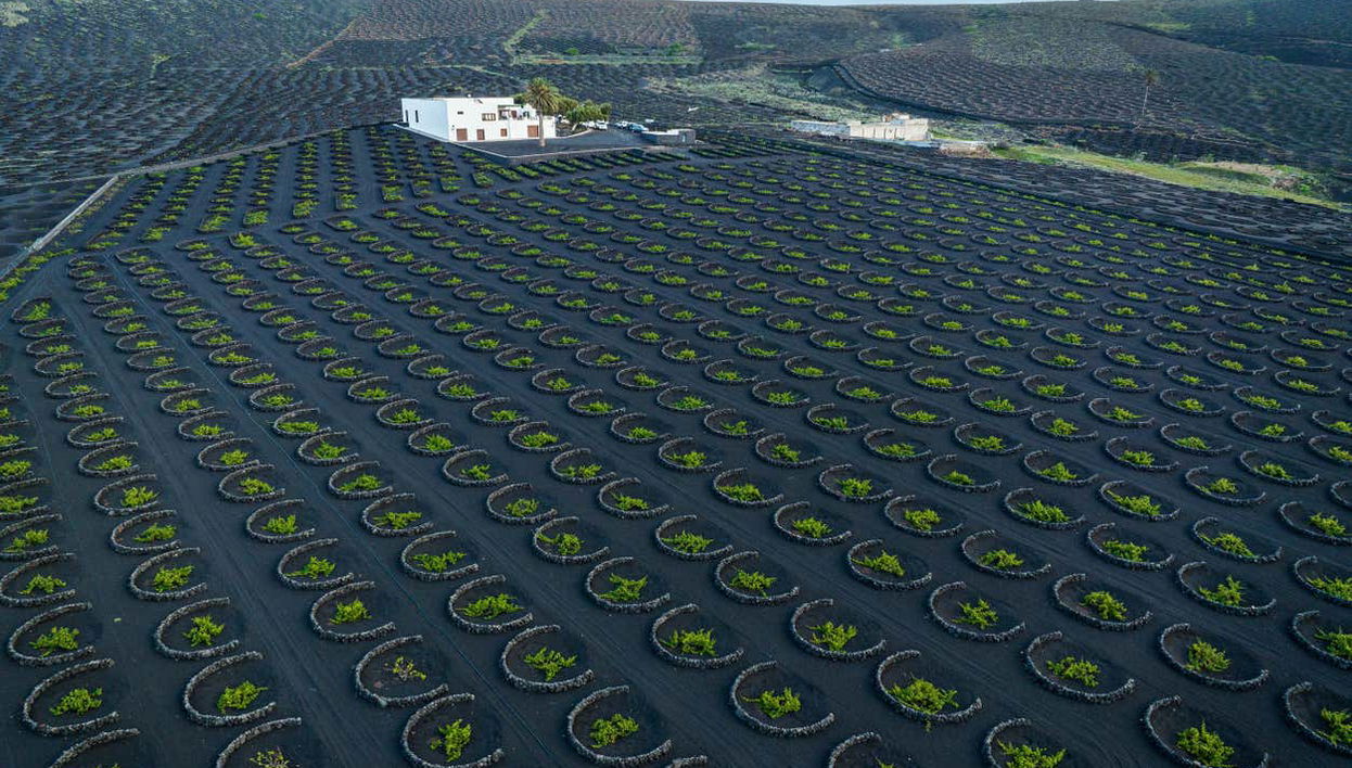 Tour por los viñedos del volcán Guardilama + Cata en las Bodegas Rubicón - Foto 1