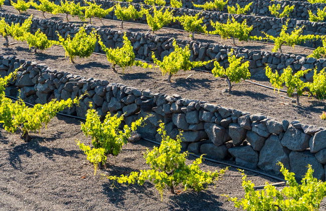 Tour por los viñedos del volcán Guardilama + Cata en las Bodegas Rubicón - Foto 6