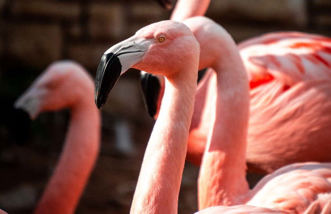 Billet pour le zoo de San Antonio - Photo 4