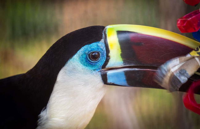 Billet pour le zoo de San Antonio - Photo 5