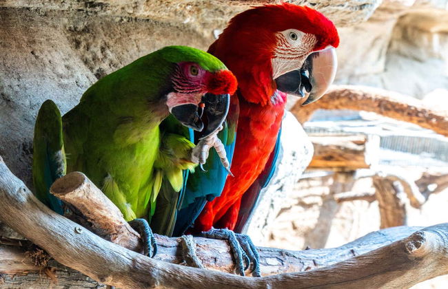 Billet pour le zoo de San Antonio - Photo 1