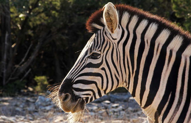 Billet pour le zoo de San Antonio - Photo 2