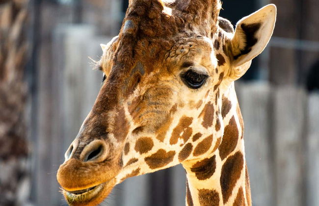 Billet pour le zoo de San Antonio - Photo 7