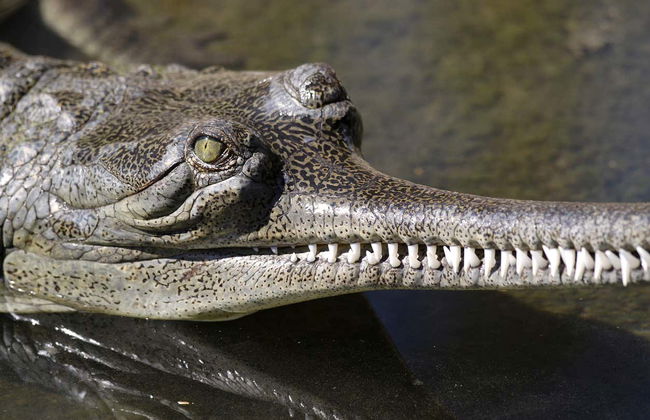 Billet pour le zoo de San Antonio - Photo 3