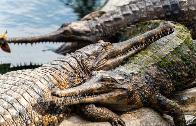 Billet pour le zoo de San Antonio - Photo 6