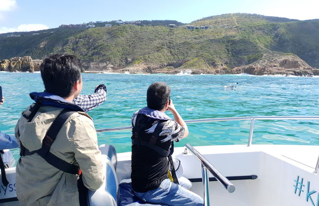 Avistamiento de delfines en Knysna - Foto 2