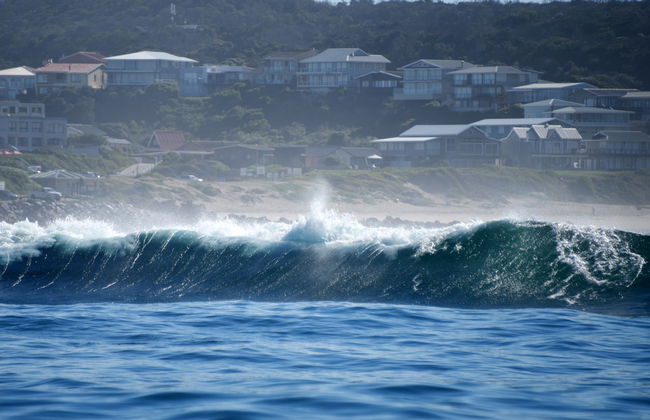 Avistamiento de delfines en Knysna - Foto 3