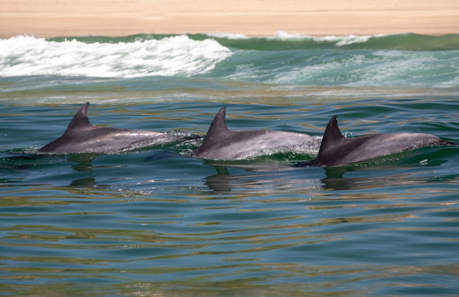 Avistamiento de delfines en Knysna - Foto 5