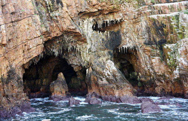 Avistamiento de delfines en Knysna - Foto 4