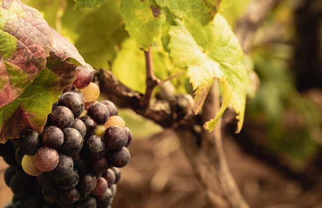 Free tour del vino en El Sauzal - Foto 8