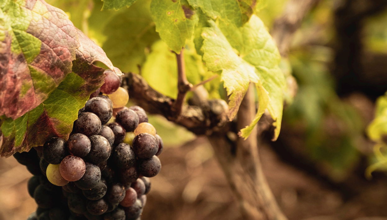 Free tour à la découverte du vin à El Sauzal