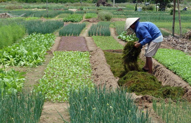 Tra Que Vegetable Village From Danang City - Full-Day Tour - Foto 1