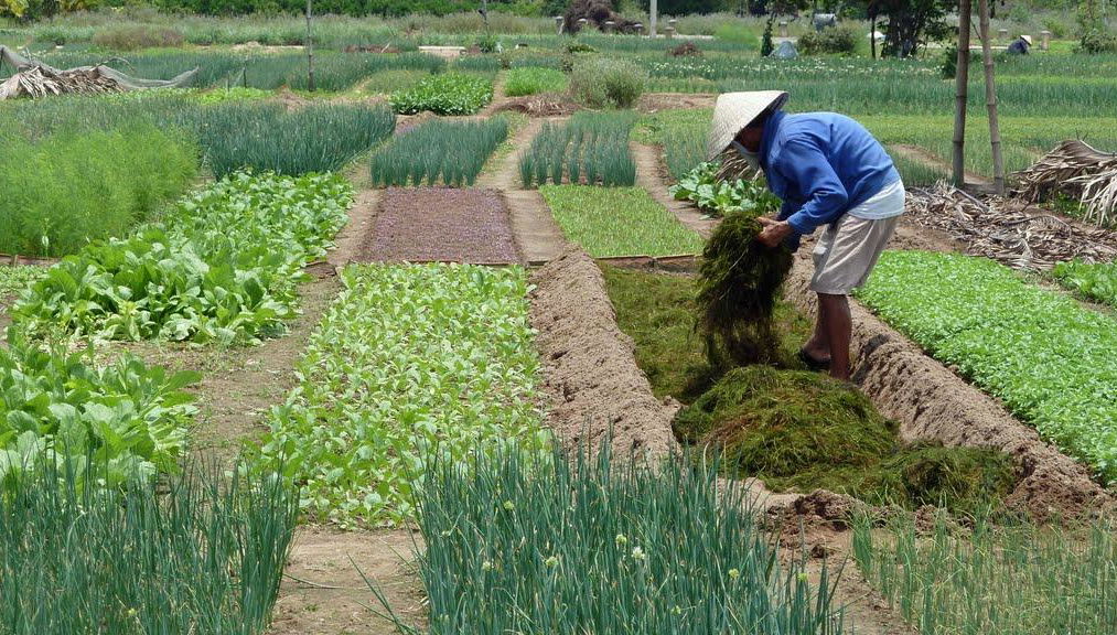 Tra Que Vegetable Village From Danang City - Full-Day Tour - Foto 1