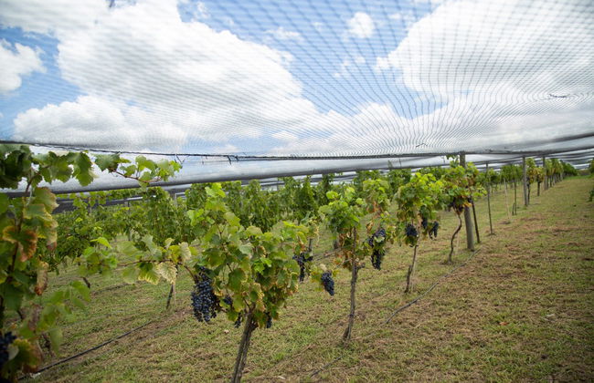 Visita a la bodega Gamboa - Foto 2