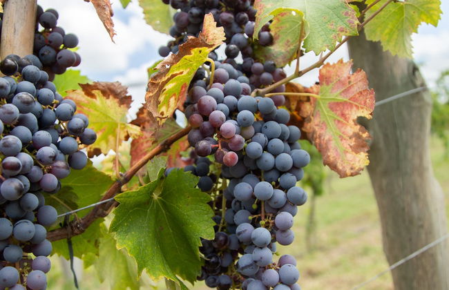 Visita a la bodega Gamboa - Foto 3