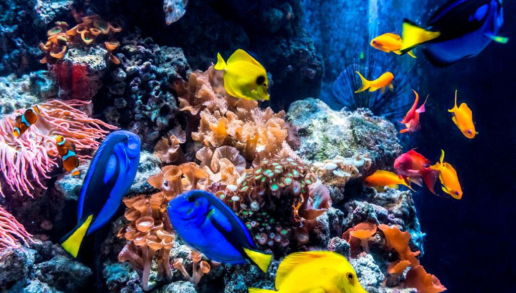 SEA LIFE Berlin - Eintrittskarte - Foto 1