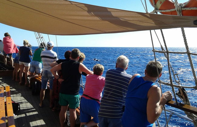 Balade en goélette avec observation de cétacés - Photo 3