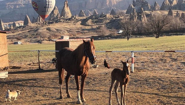 Cappadocia Horseback Riding Excursion - Photo 4