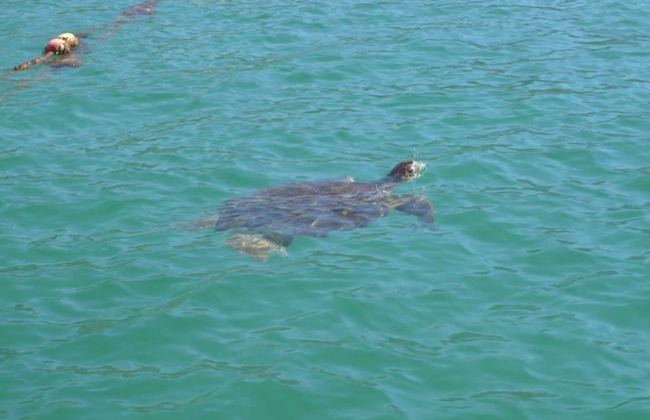 Paseo en barco por las playas del sur de Ubatuba - Foto 2
