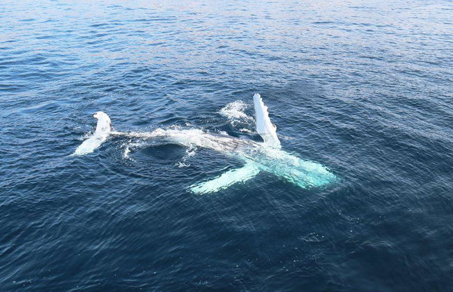 Observation des baleines classique au départ de Dalvík - Photo 8