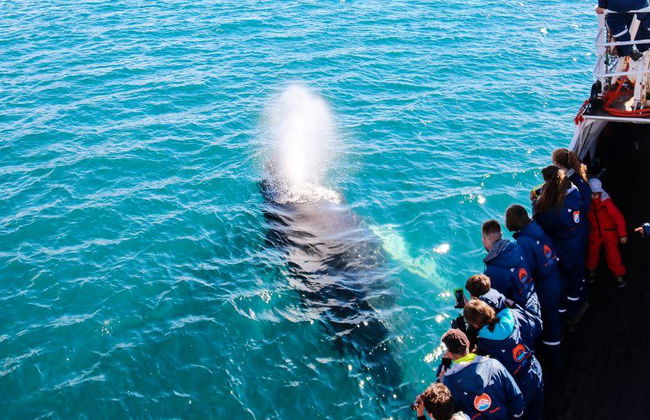 Observation des baleines classique au départ de Dalvík - Photo 5