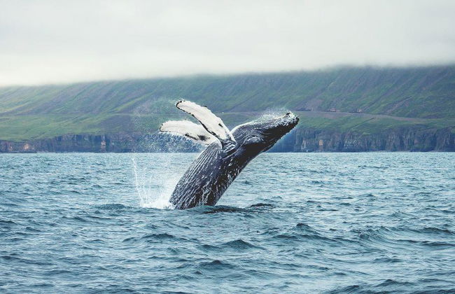 Observation des baleines classique au départ de Dalvík - Photo 2