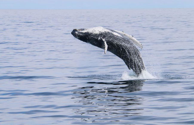 Observation des baleines classique au départ de Dalvík - Photo 4