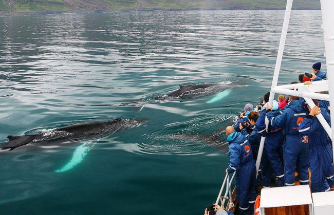 Observation des baleines classique au départ de Dalvík - Photo 7