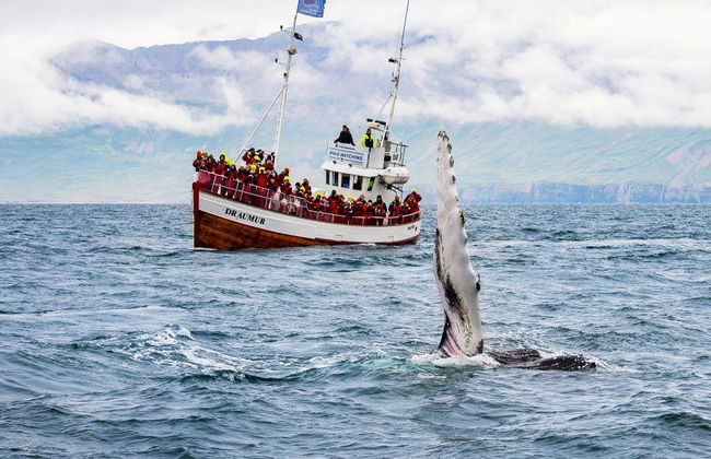 Observation des baleines classique au départ de Dalvík - Photo 3