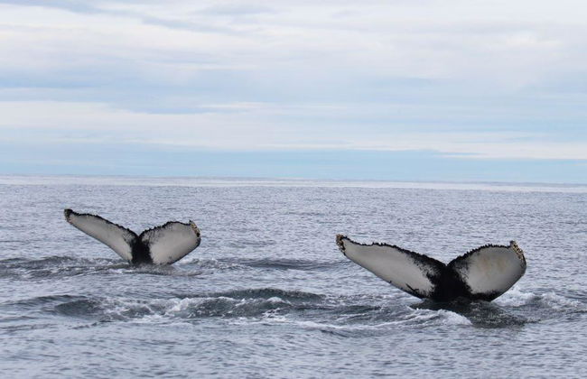 Observation des baleines classique au départ de Dalvík - Photo 6