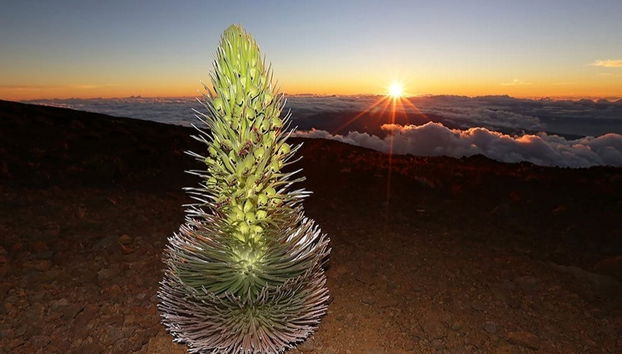 Excursão ao vulcão Haleakalā ao amanhecer ou entardecer - Foto 3