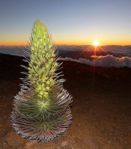 Photo - Excursion au volcan Haleakalā au lever ou au coucher du soleil