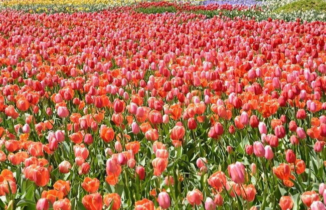 Canberra Floriade Tour - Photo 4