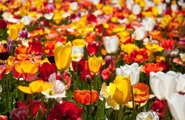 Canberra Floriade Tour - Photo 2