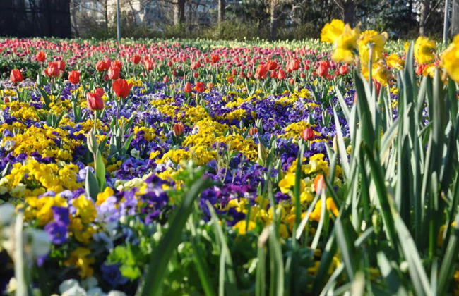 Canberra Floriade Tour - Photo 6