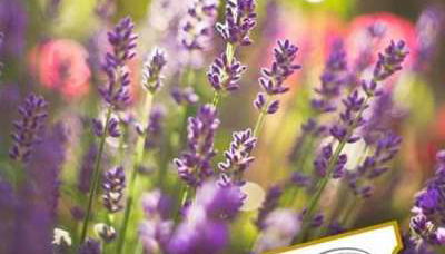 Jardín Botánico - Ecoherbes Park - Foto 4