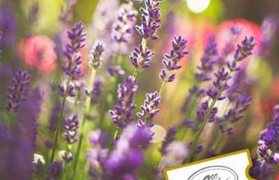 Jardín Botánico - Ecoherbes Park - Foto 4