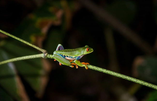 Senderismo nocturno por Tortuguero - Foto 3