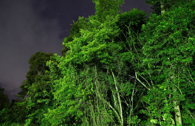 Senderismo nocturno por Tortuguero - Foto 7