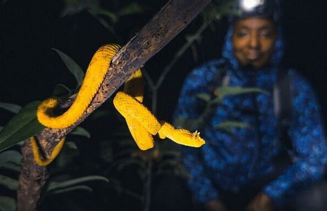 Senderismo nocturno por Tortuguero - Foto 5