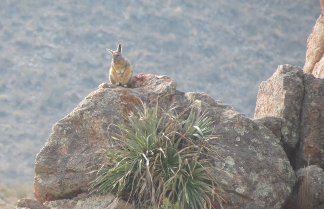 Trekking por el Pucará de Aconquija - Foto 5