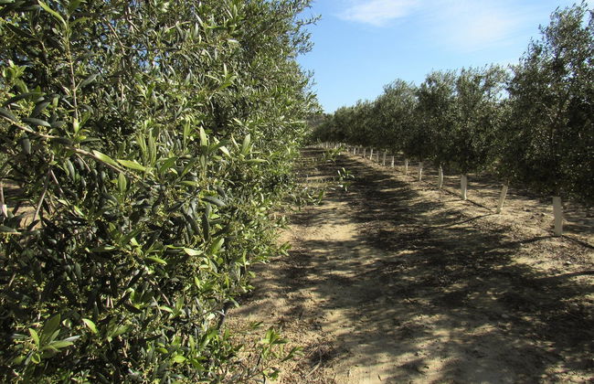 Visita a la finca Oleo Almanzora con degustación de aceite - Foto 1