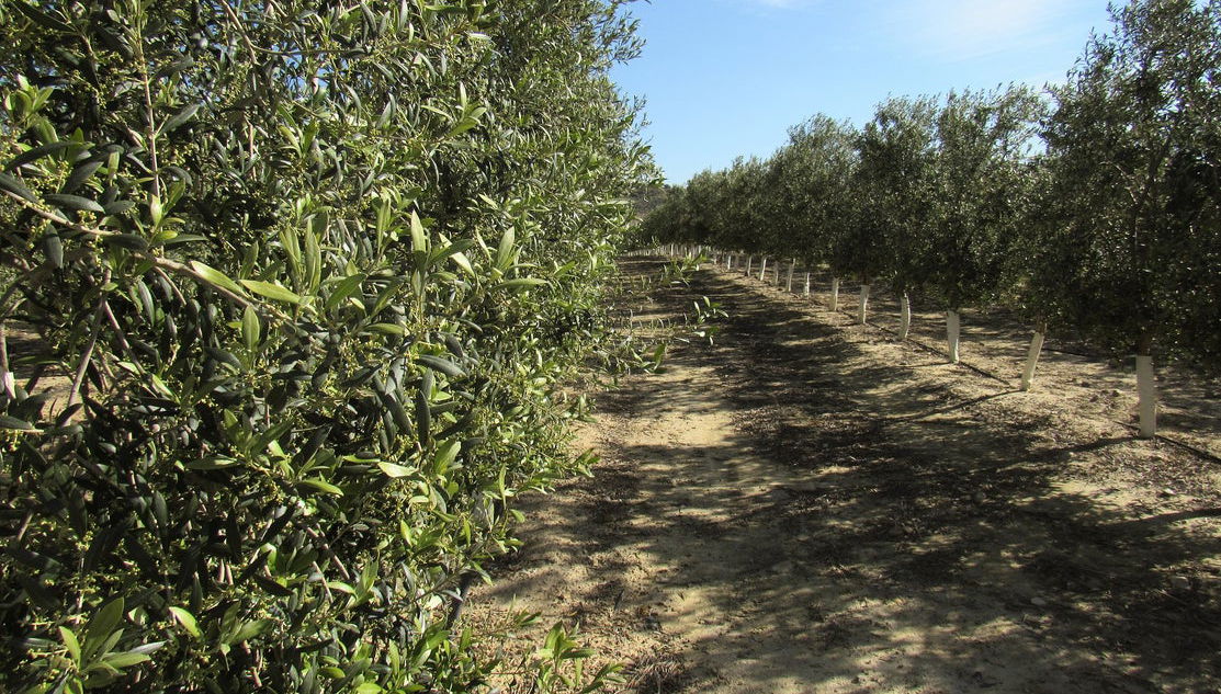 Visita a la finca Oleo Almanzora con degustación de aceite - Foto 1