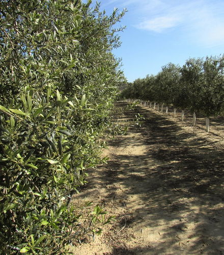 Foto de Visita a la finca Oleo Almanzora con degustación de aceite