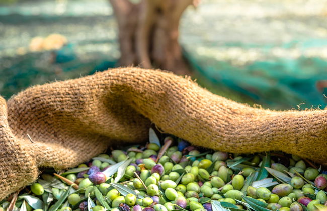 Visita a la finca Oleo Almanzora con degustación de aceite - Foto 10
