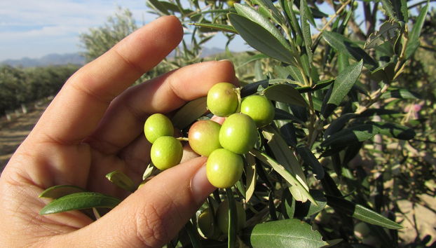 Oleo Almanzora Oil Factory Visit + Tasting - Photo 4