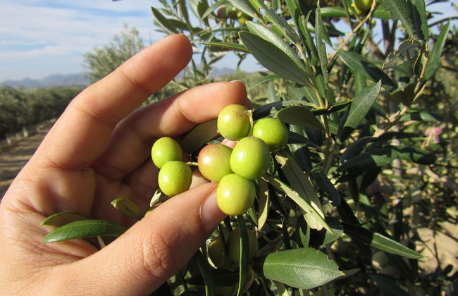 Visita a la finca Oleo Almanzora con degustación de aceite - Foto 4