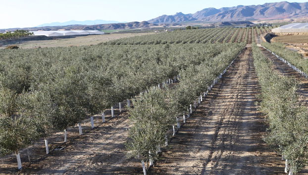 Visita a la finca Oleo Almanzora con degustación de aceite - Foto 3